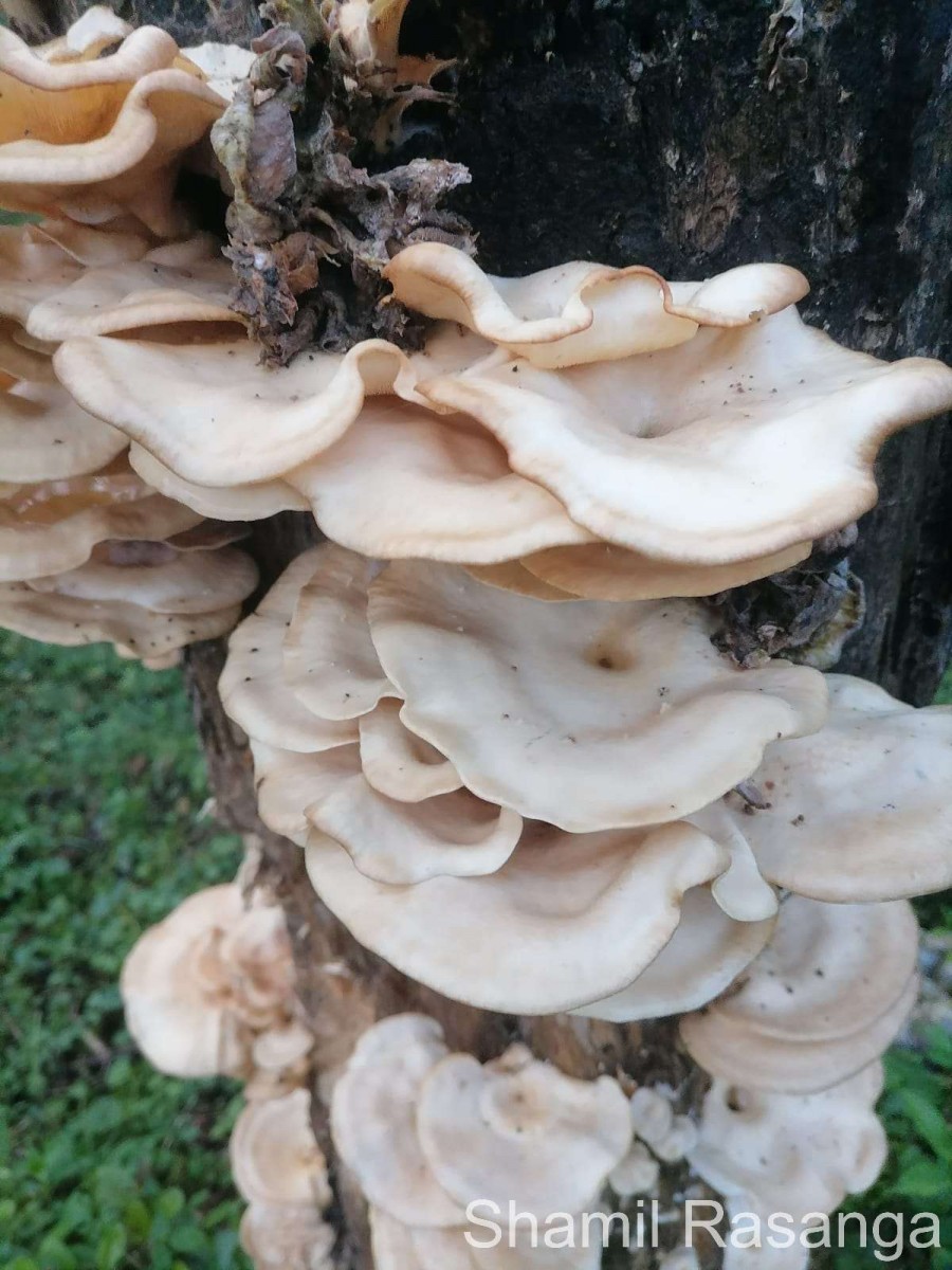 Pleurotus tuber